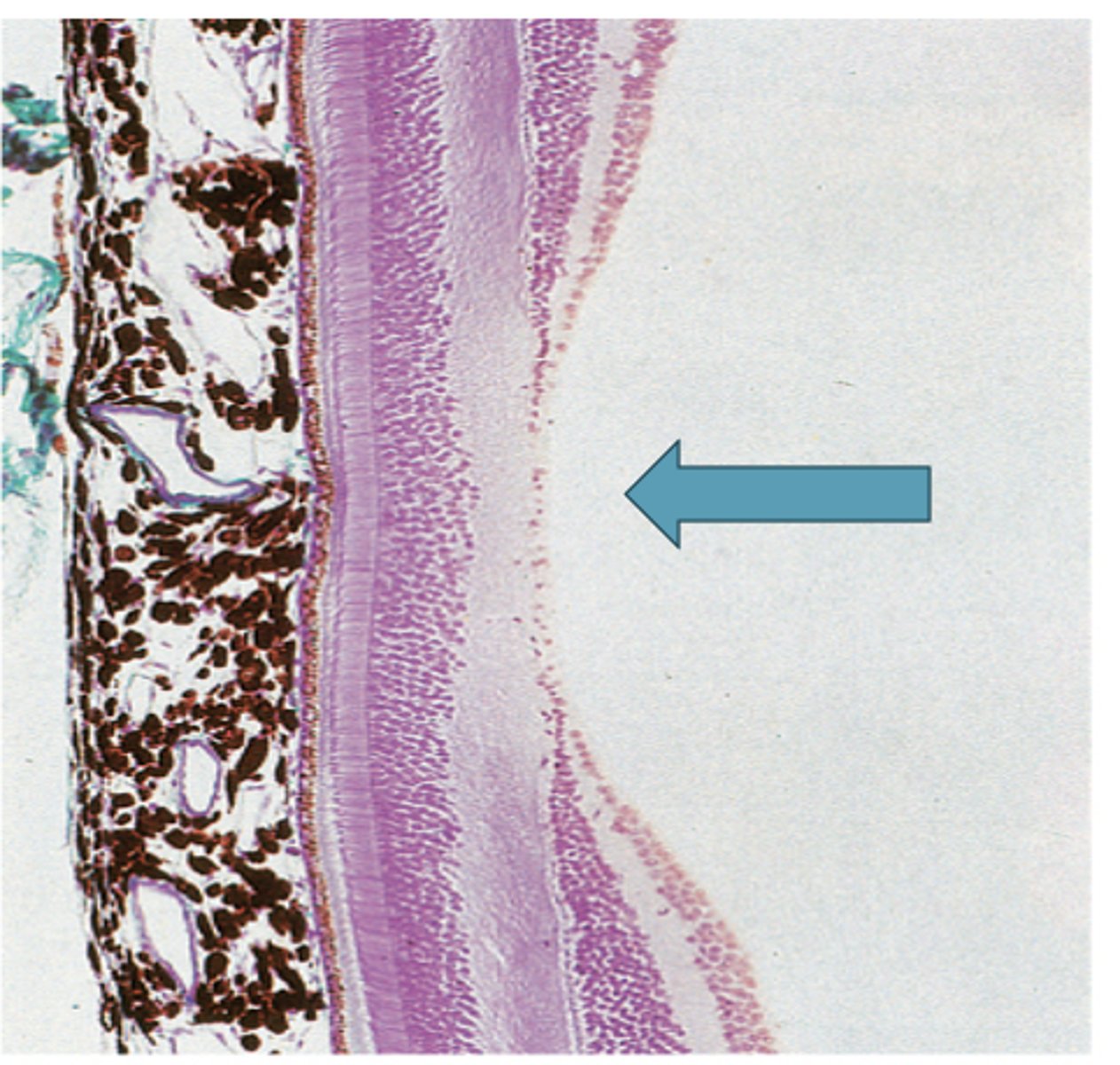 <p>Identify the specific structure</p>