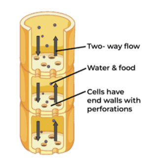 knowt flashcard image
