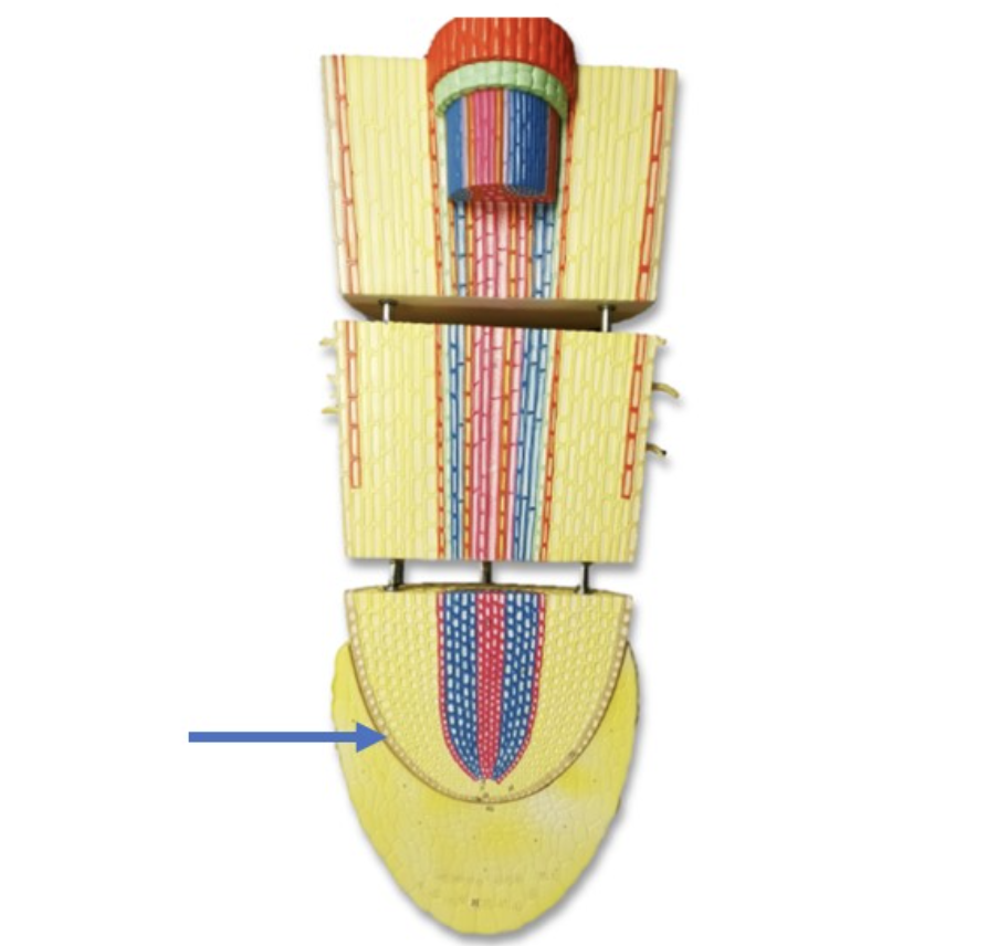 <p><span>Identify the part of root labeled with the arrow.</span></p>