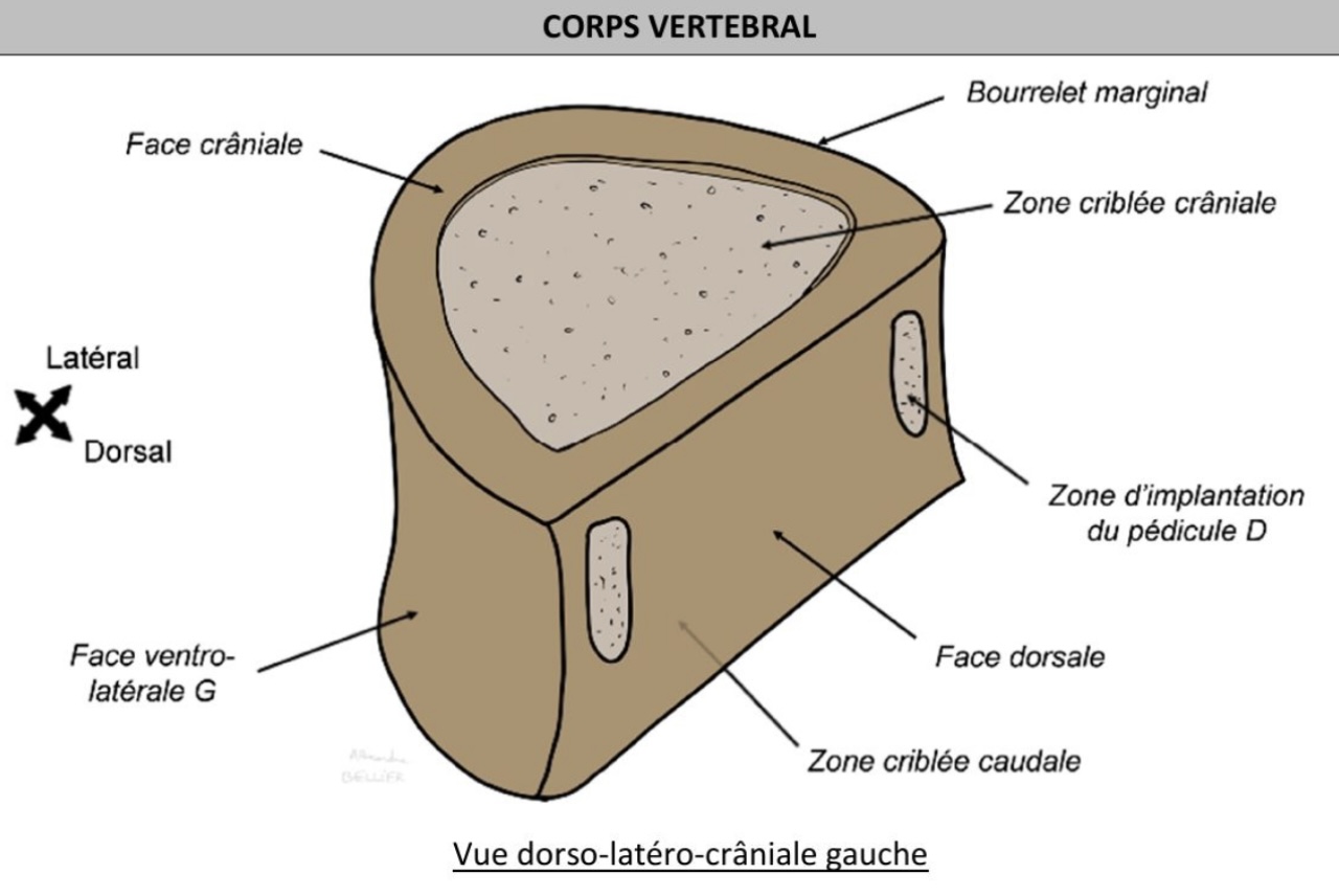 <p>Demi cylindrique </p><p>Faces légèrement concaves </p><p>→ craniale &amp; caudale : face horizontale du cylindre</p><p>→ dorsale &amp; ventro-latérale: surfaces verticales cylindre</p><p>Structure : bourrelet marginal en périphérie (os compact), zones criblées craniale &amp; caudale (os spongieux, nutrition disque, cartilage hyalin) </p>