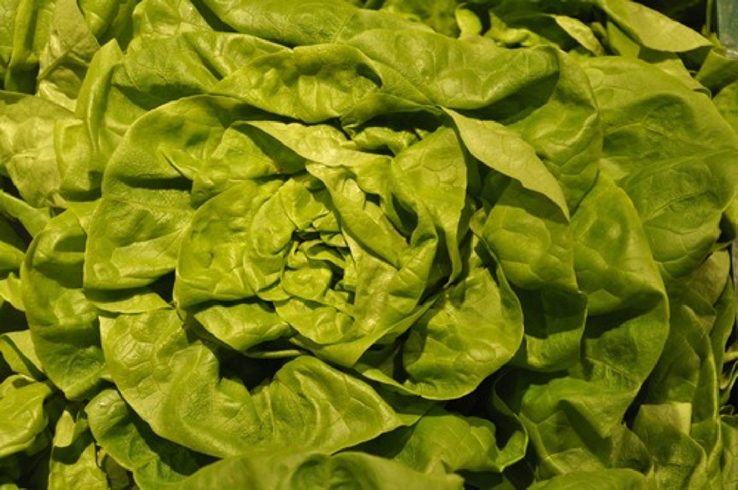 <p>salad</p>