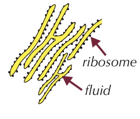 <ul><li><p>System of membranes enclosing fluid-filled spaces</p></li><li><p>Surface covered with ribosomes</p><ul><li><p>Function:</p><ul><li><p>Folds and processes proteins made at ribosomes</p></li></ul></li></ul></li></ul><p></p>