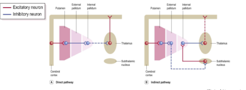 <ul><li><p>Stimulates direct pathway neurons&nbsp;</p></li><li><p>Inhibits indirect pathway neurons&nbsp;</p></li><li><p>Releasing dopamine from substantia nigra&nbsp;</p></li><li><p>excitatory = direct pathway straight line from cortex—>BG—> thalamus and back out</p></li><li><p>inhibitory = indirect pathway, cortex —> basal ganglia —> basal ganglia via subthalamic nucleus, then thalamus, then out&nbsp;</p></li><li><p>work together in coordination to help movement&nbsp;</p></li></ul><p></p>