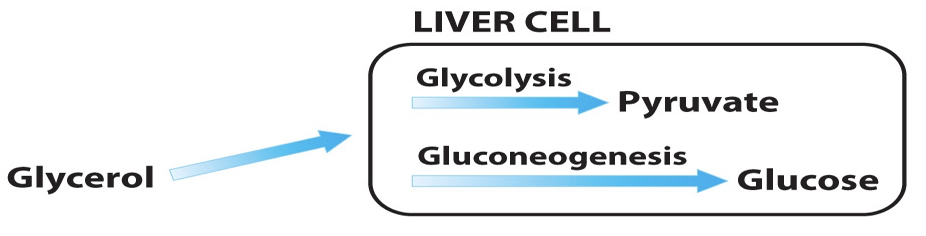 <ul><li><p>liberated from tri glycerols during dietary lipid digestion and lipolysis</p></li><li><p>sent to the <u>liver</u>, where it is phosphorylated by glycerol kinase</p><p></p></li></ul><p></p>