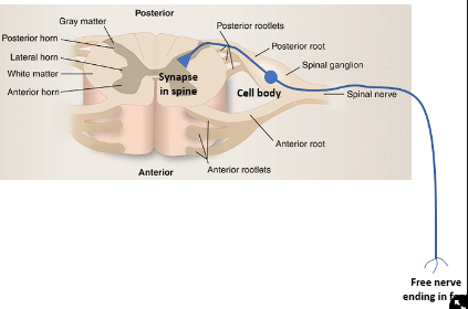 <p>What happens when an action potential arrives at spinal cord</p>