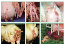 <p>Vulvar swelling, redness, elargement, prolapse, infertility </p>