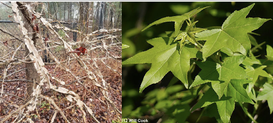 <p>Family<br>Genus<br>Species<br>Common Name</p>