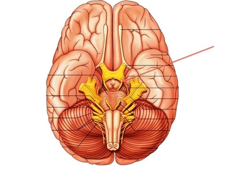 <p>Three Rectus Muscles (Superior, Medial, Inferior) of the Eye, Levator Palpebrea, Inferior Oblique (Somatic Motor)</p><p>Muscles of the Iris, Ciliary Muscles (Visceral Motor)</p>