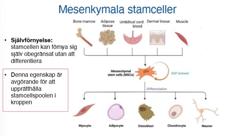 <p><strong>Självförnyelse</strong></p><ul><li><p>Stamcellen kan förnya sig själv obegränsat utan att differentiera</p></li><li><p>Avgörande för att upprätthålla stamcellspoolen i kroppen</p></li></ul><p></p>