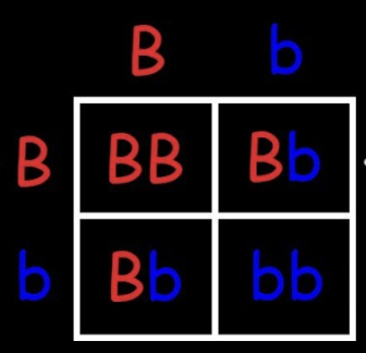 <p>what is the genotype of 50% of the offspring</p>