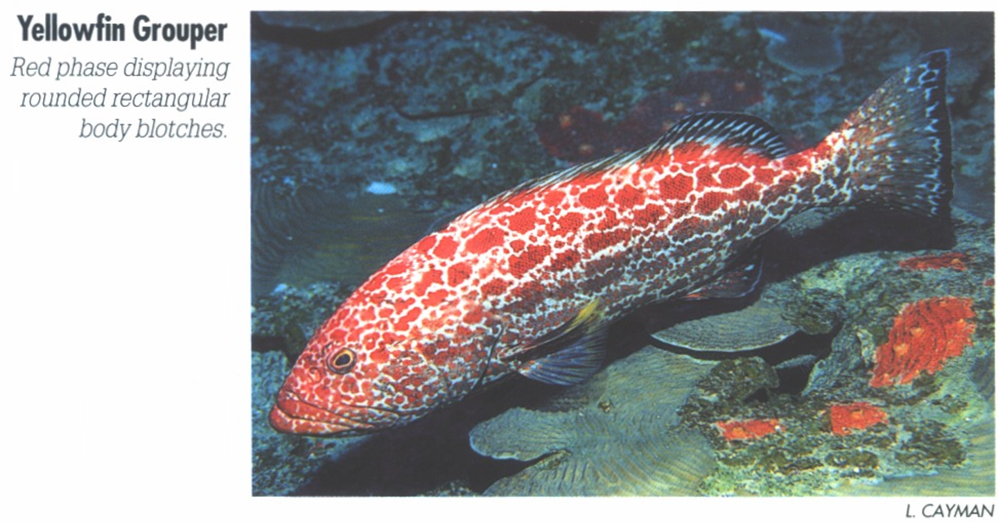 <p><span>Red phase displaying rounded rectangular body blotches.</span></p>