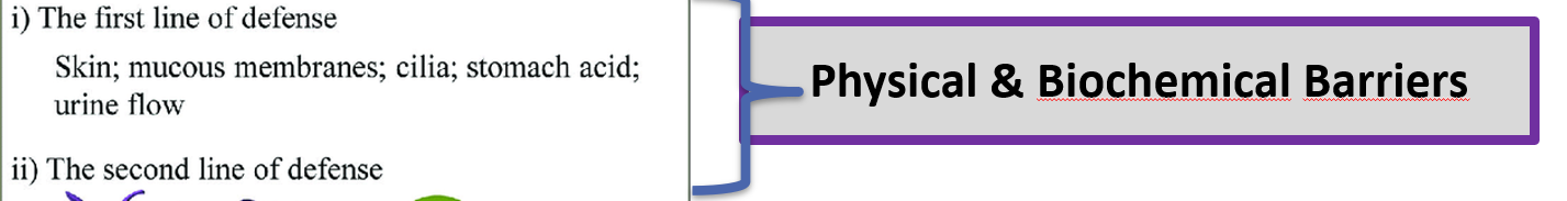 <p><span>It is our physical and biochemical barrier: skin, mucous, cilia, etc.</span></p>