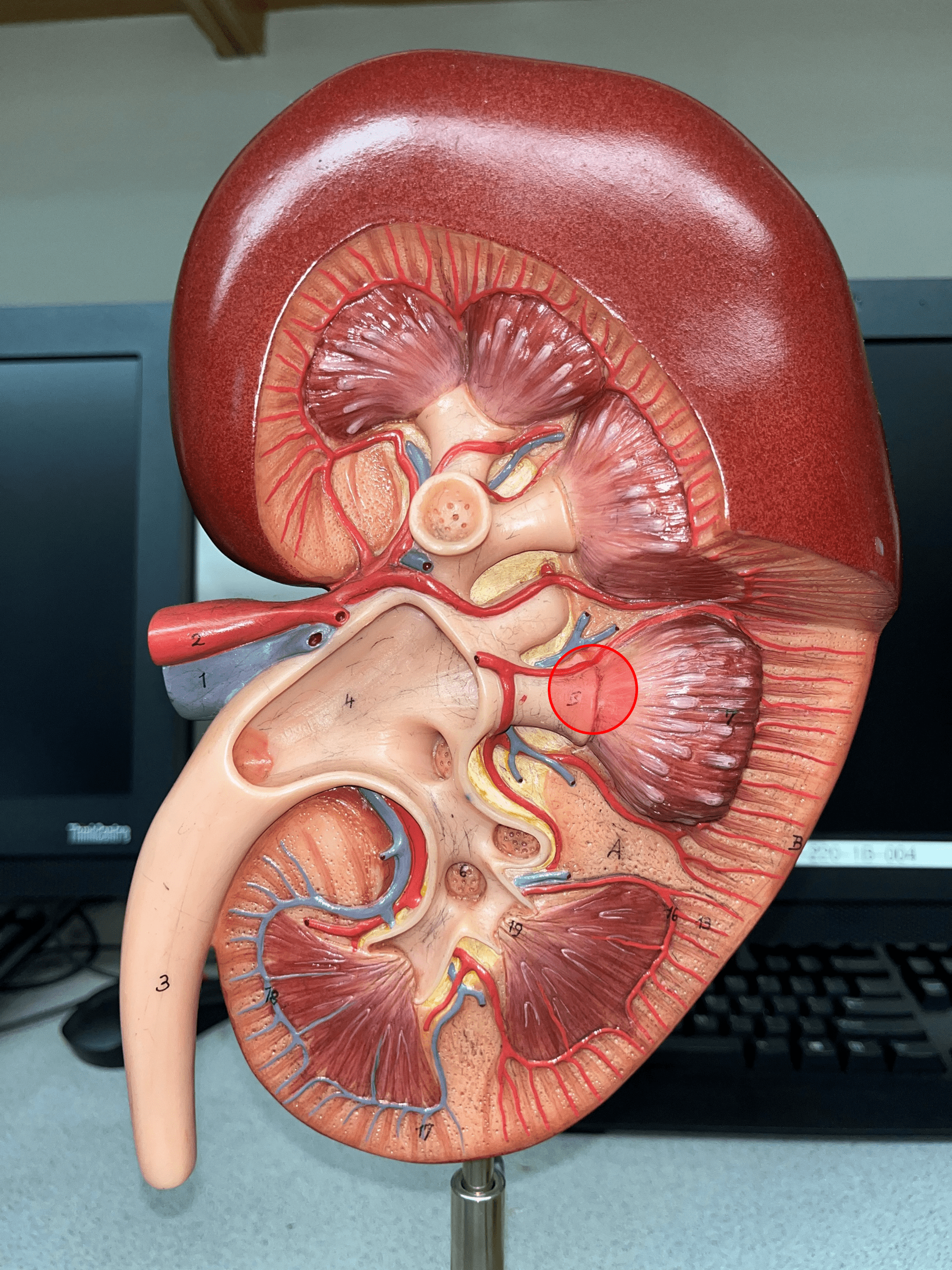 The apex of the renal pyramid facing the renal pelvis.