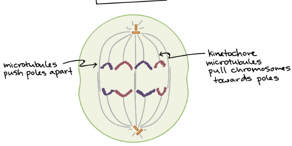 <p>This is the _________ stage of mitosis.</p>