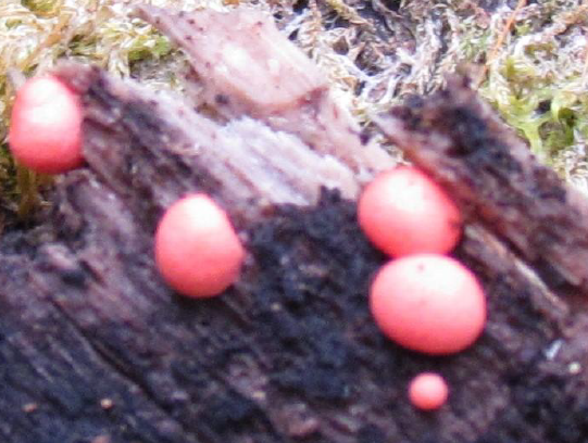 <p>Lycogala sp., esporocarpo tipo etalio.</p>