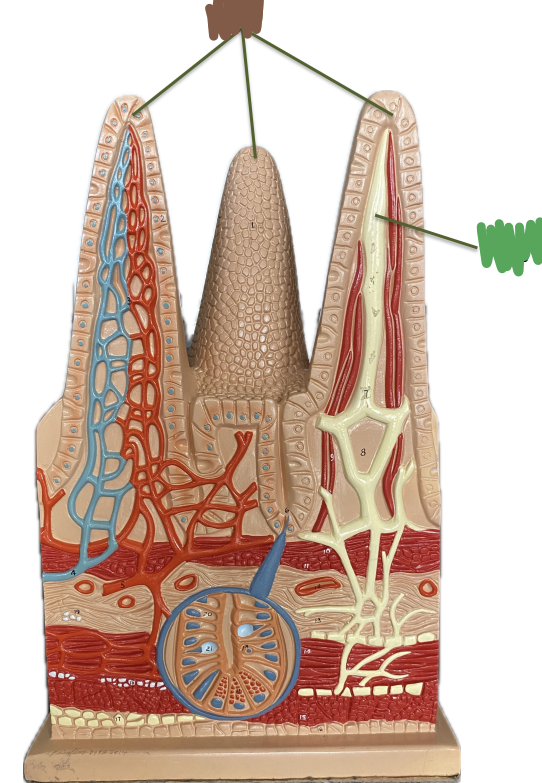 <p>What is indicated by the Green?</p>