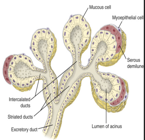 <ul><li><p>connected to intercalated ducts </p></li><li><p>lined with simple columnar epithelium </p></li><li><p><strong>cells may have basal striations </strong><em>(basal infoldings of the plasma membrane packed with </em><strong><em>mitochondria</em></strong><em>.) </em></p></li><li><p>serves as passageway for saliva</p></li><li><p>cells resorb and excrete electrolytes </p></li></ul><p></p>