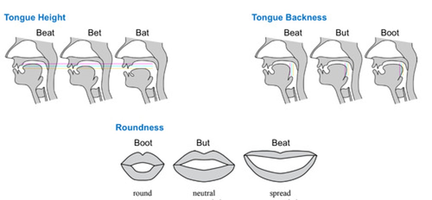 <p>tongue height, tongue backness, and mouth roundness</p>