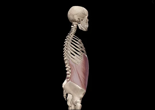 <p>Spinal reflex</p>