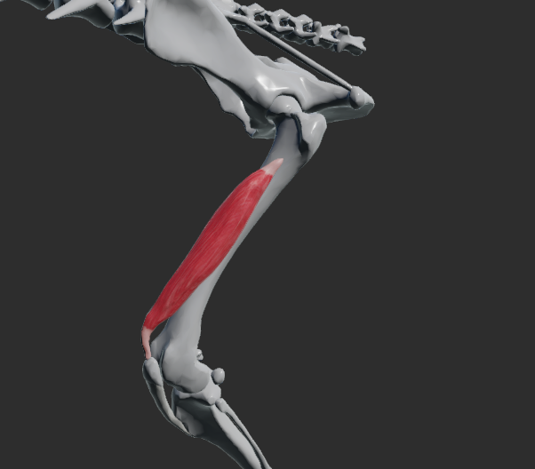 <p>odstup: distálně na kraniální a laterální ploše femuru</p><p>úpon: tuberositas tibiae (přes ligamenta patellae)</p><p>funkce: extenze v articulatio genus.</p>