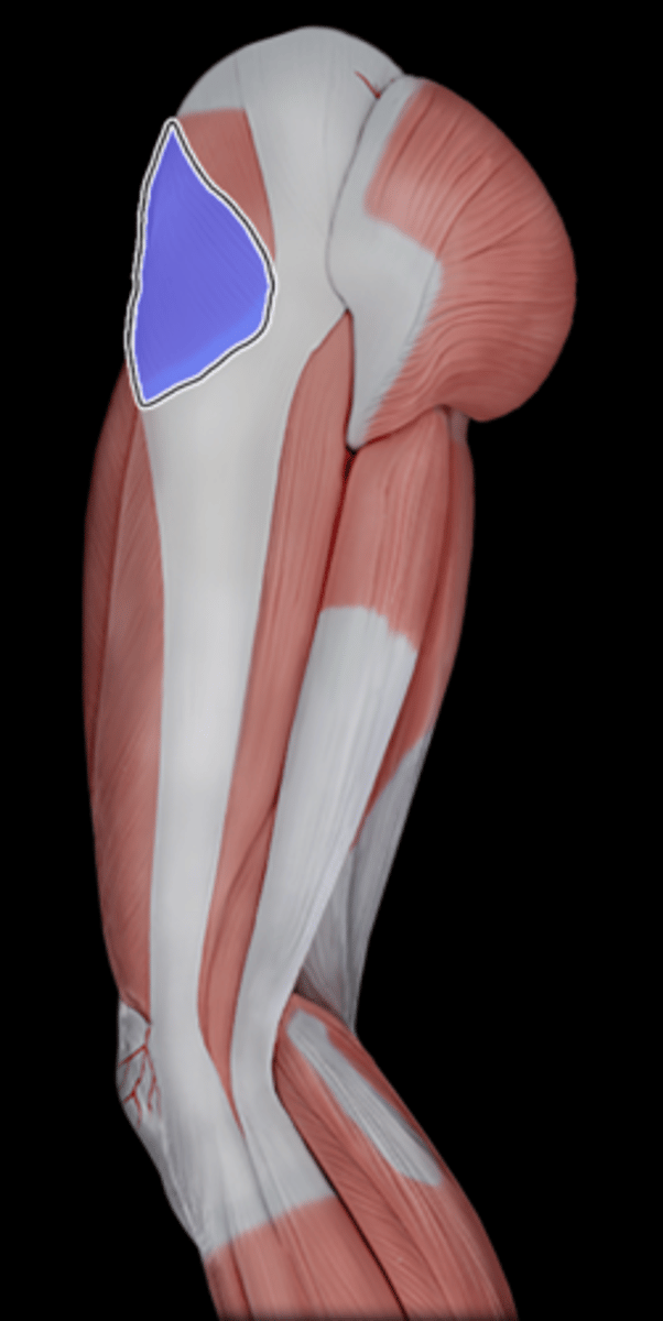 <p>What Muscle Is Highlighted?</p>