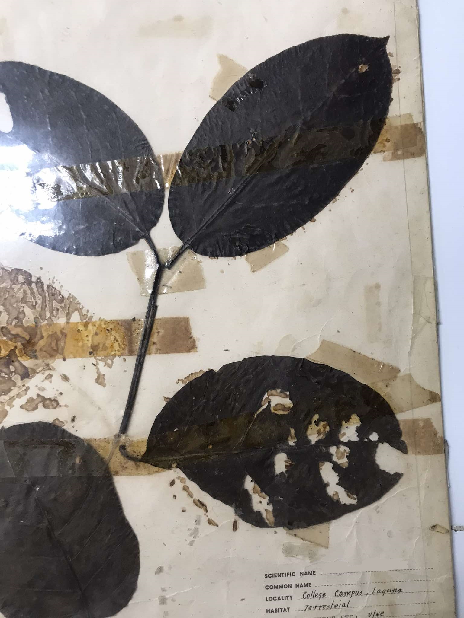 <p><span>an evergreen plant in the family Gnetaceae with a broad distribution across South East Asia</span></p>