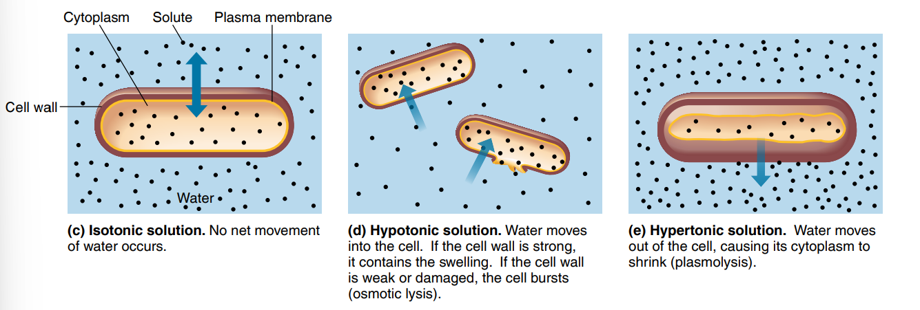 <p><strong>Types of Osmotic Solutions for Cells</strong> </p><ol><li><p><strong>Isotonic solution</strong></p></li></ol><p> </p><ul><li><p>Solute concentration = same inside &amp; outside.</p></li><li><p>No net water movement.</p></li><li><p>Cell stays the same.</p></li></ul><p> </p><ol start="2"><li><p><strong>Hypotonic solution</strong></p></li></ol><p> </p><ul><li><p>Solute lower outside (more water outside).</p></li><li><p>Water moves <strong>into</strong> the cell.</p></li><li><p>Cell swells; if wall weak/damaged → <strong>osmotic lysis (bursting)</strong>.</p></li></ul><p> </p><ol start="3"><li><p><strong>Hypertonic solution</strong></p></li></ol><p> </p><ul><li><p>Solute higher outside (less water outside).</p></li><li><p>Water moves <strong>out</strong> of the cell.</p></li><li><p>Cell shrinks = <strong>plasmolysis</strong>.</p></li></ul><p> </p><div data-type="horizontalRule"><hr></div><p> </p><p><span data-name="point_right" data-type="emoji">👉</span> <strong>Super simple summary:</strong></p><p> </p><ul><li><p>Osmosis = water moves to where there’s <strong>more solute</strong>.</p></li><li><p>Isotonic = happy cell.</p></li><li><p>Hypotonic = cell swells (may burst).</p></li><li><p>Hypertonic = cell shrinks.</p></li></ul><p></p>