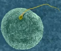 <p>Begins with contact between egg and sperm, ends with transfer of paternal chromosomes into the egg to form a zygote</p>