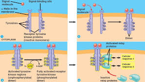 <p>Tyrosine-Kinase Receptors </p>