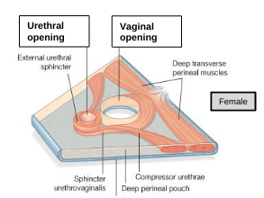 <p>urethral opening</p>
