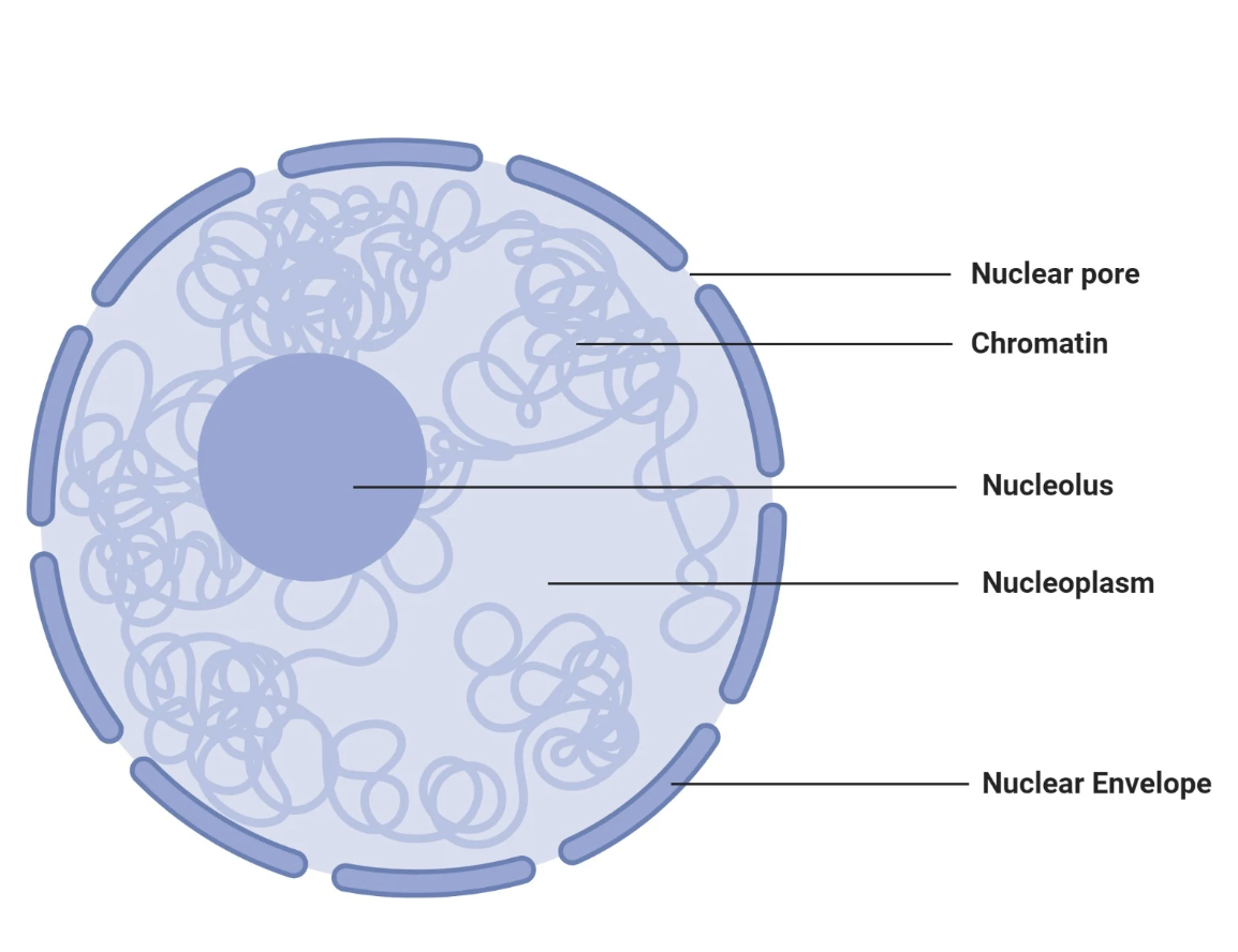 <p><span>DNA within the nucleus; the less condensed form that organizes to form chromosomes during prophase of mitosis or meiosis.</span></p>