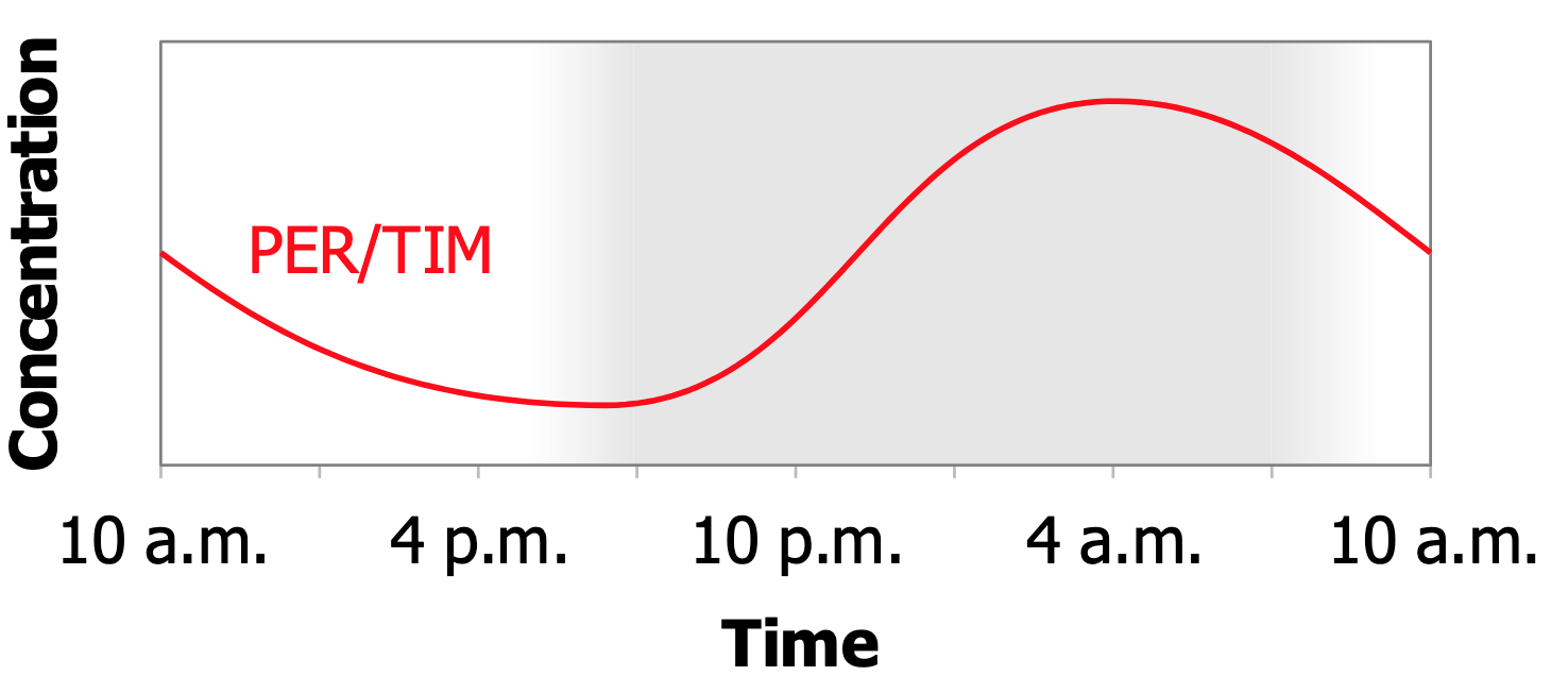 <p>Explain how PER/TIM oscillate in a roughly 24-hour rhythm.</p>