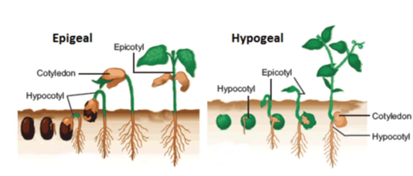 <p>Epigeal: cotyledons above ground</p><p>Hypogeal: cotyledons below ground NEVER photosynthesize</p>