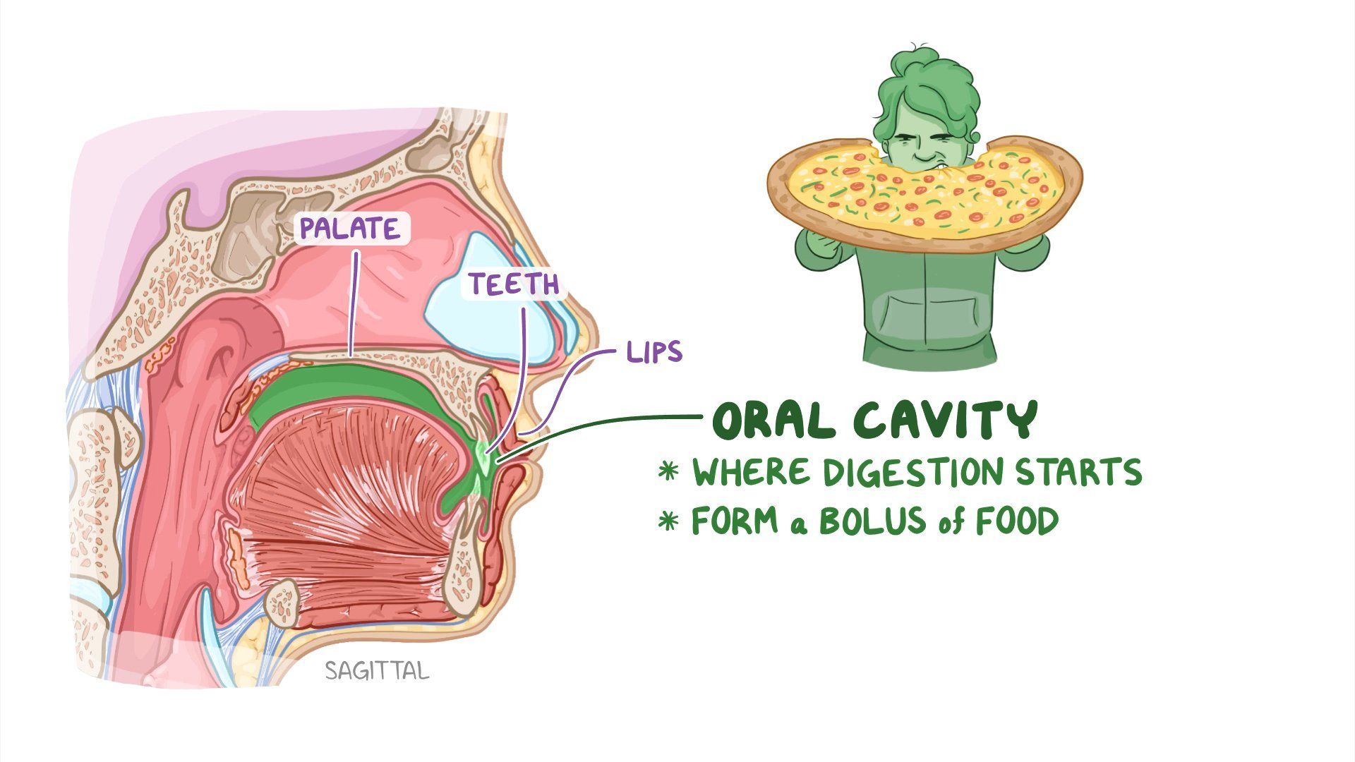 <ol><li><p></p></li></ol><ul><li><p>mainly mechanical digestion</p></li><li><p>some chemical digestion</p><ul><li><p>starch</p></li><li><p>salivary glands</p></li></ul></li></ul>