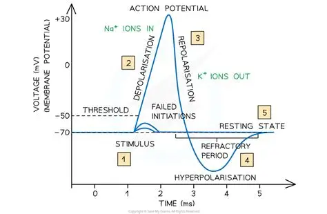 <p>what happens during depolarisation (1st stage of action potential)</p>