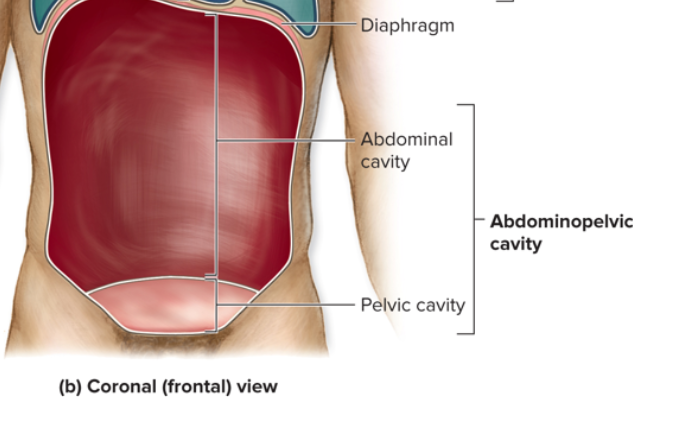 <ol start="2"><li><p><strong>Ventral Cavities (Thoracic cavity &amp; Abdominopelvic cavity)</strong></p></li></ol><p></p>