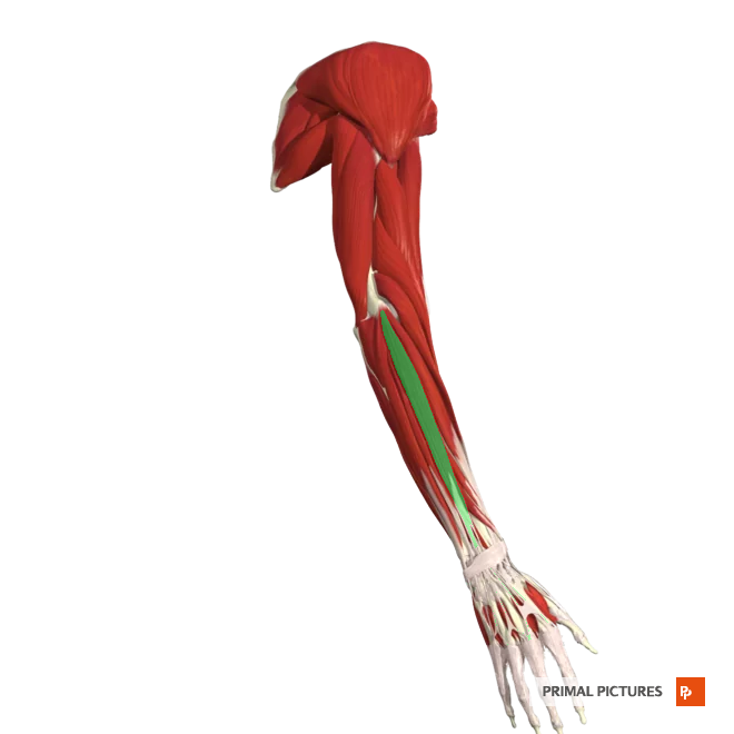 <p>Extends medial four digits at the metacarpal joints and secondarily at the phalangeal joints</p>