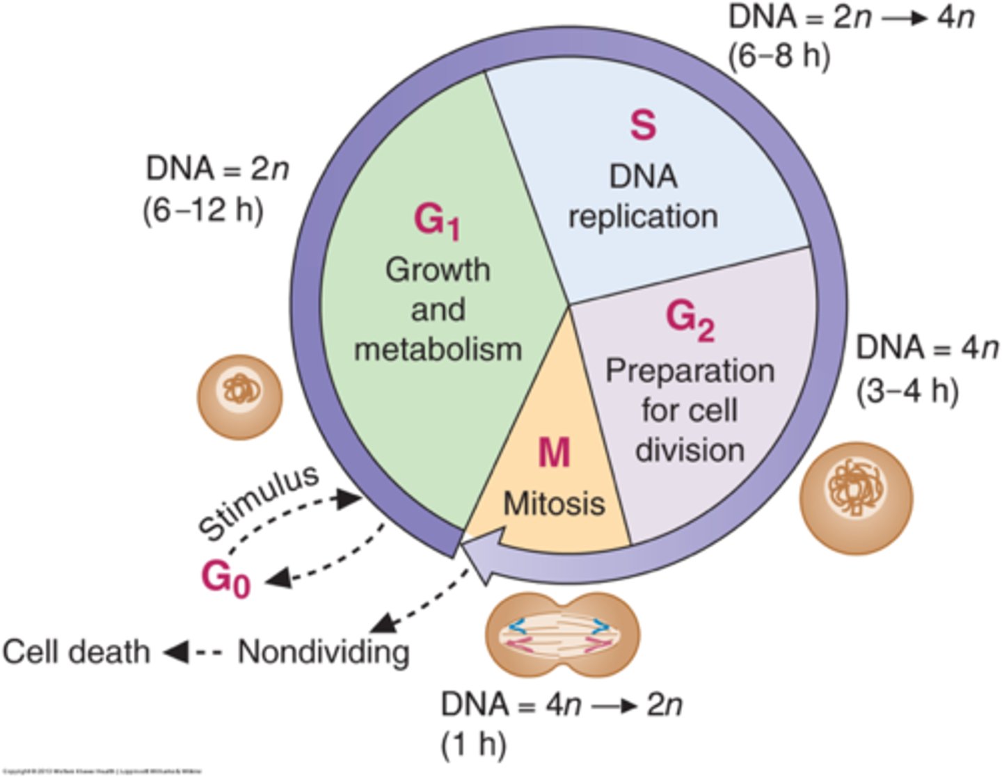<p>the S phase of interphase</p>