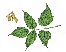 <p>Box Elder</p>