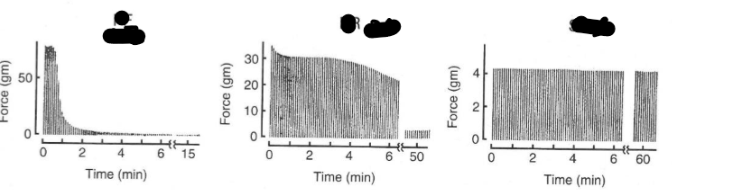 <p>Name the type of muscle fibers they are </p><p>1, 2a, 2b</p>