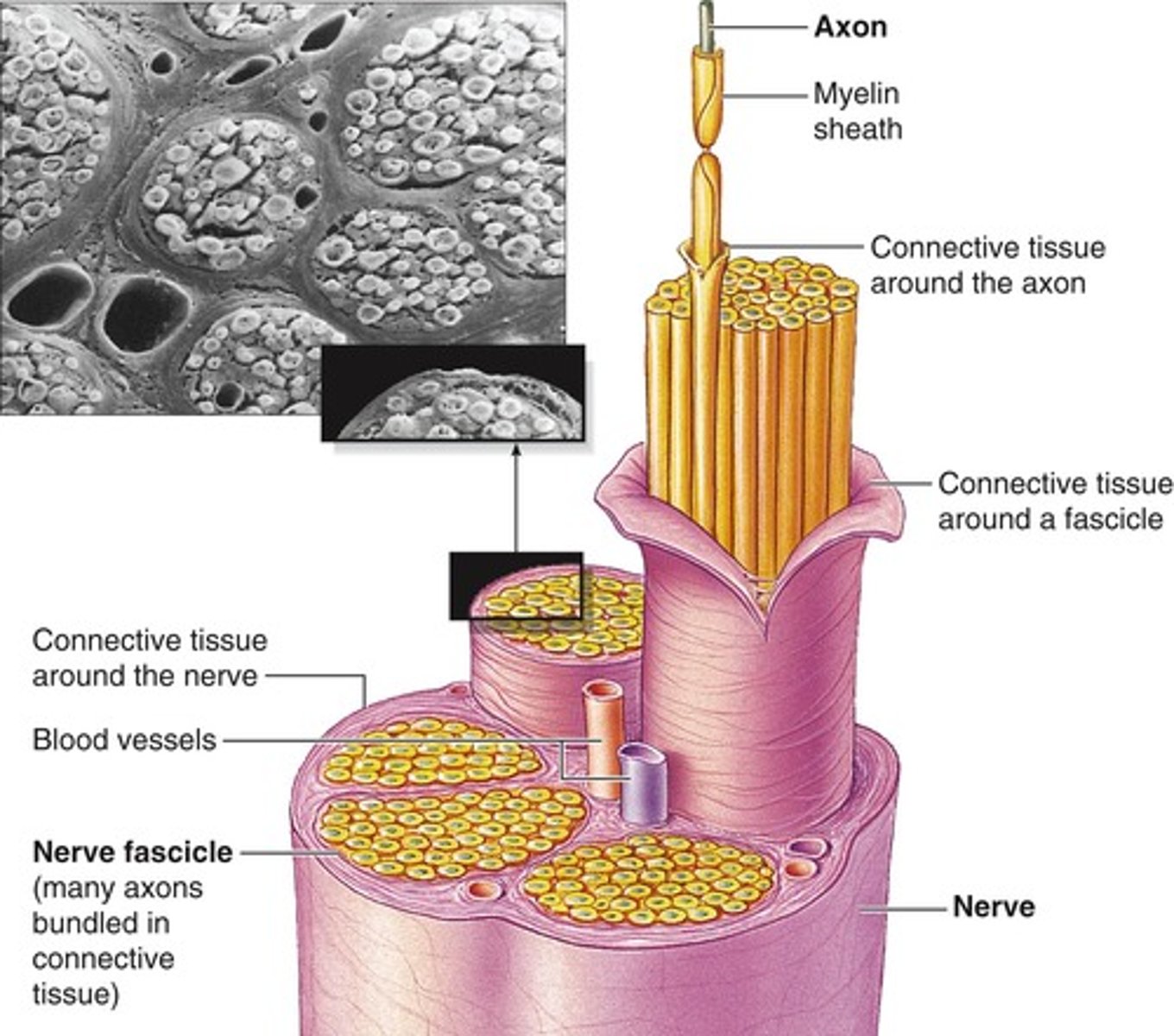 <p>Surrounds each neural fascicle</p>