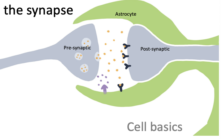 <p>space between neurons - neurotransmitters released at pre-synaptic, bind at post-synaptic receptors after floating through synapse</p><ul><li><p>pre-synaptic (axon terminal), synapse, post-synaptic (dendrites), astrocyte signals</p></li><li><p>astrocytes control environment and release chemical messages</p></li><li><p>glia shape conditions</p></li><li><p>communication = voltage</p></li></ul><p></p>