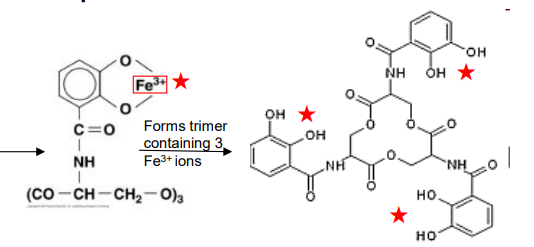 <p>What type of siderophore is this?</p><p>-<strong>Enterobactin </strong>(E. coli)</p><p>-Forms <strong>trimer </strong>containing 3 <strong>Fe+ ions</strong></p>