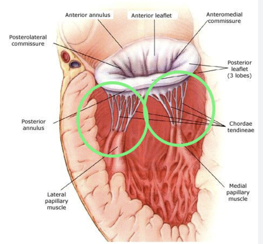 <p><span>String-like structures connecting papillary muscles to valve leaflets; prevent valve backflow</span></p>