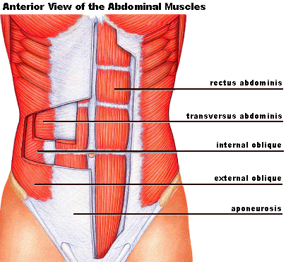 <p>parallel muscles </p>