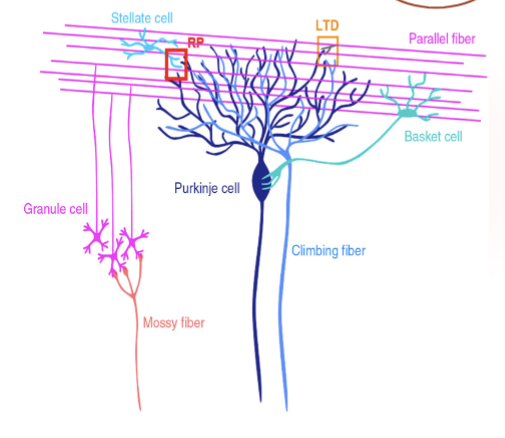 <p>These are <strong>small interneurons</strong> that stay within the cortex (they don’t send signals out).</p>