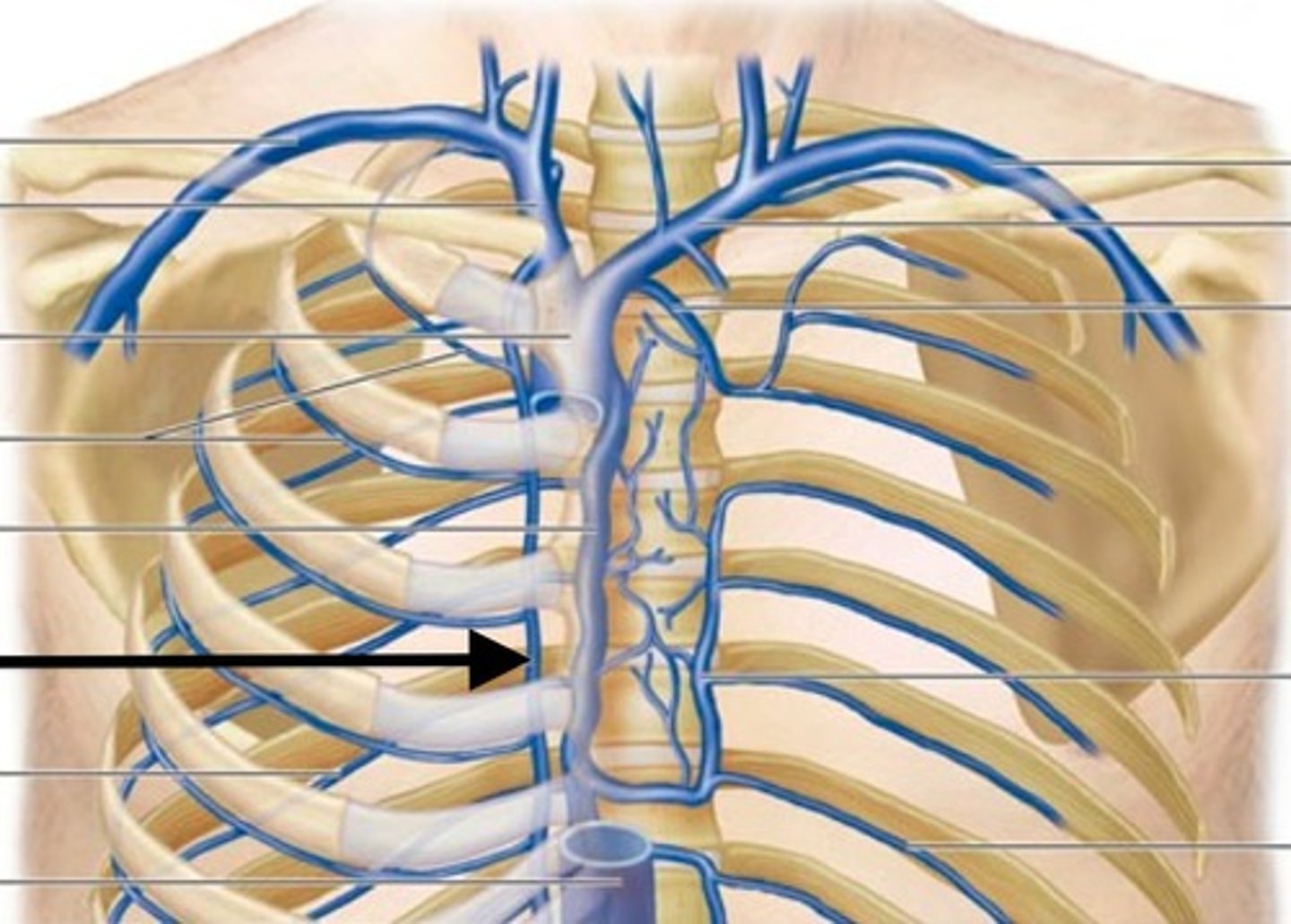 <p>(drains into brachiocephalic veins)</p>