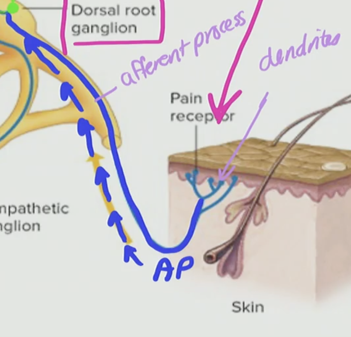 <p>This is called the <strong><u>afferent process </u></strong>as you know afferent does sensory</p>