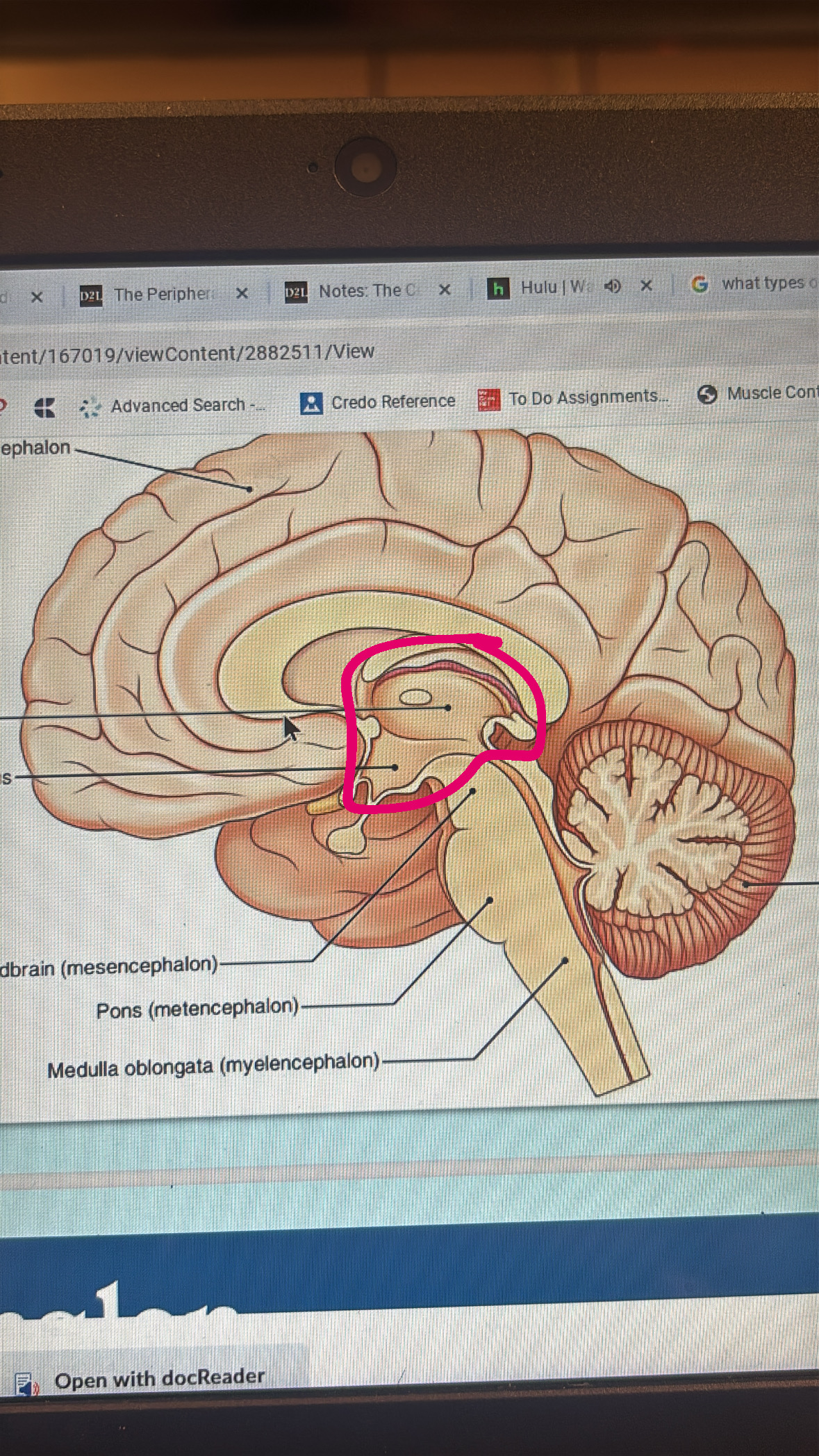 <p>all of thalamus hypothalamus and pineal gland </p>