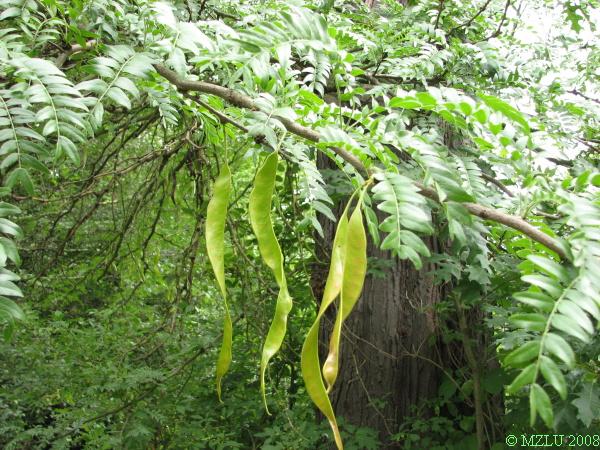 <p><span><em>Gleditsia triacanthos</em></span></p>